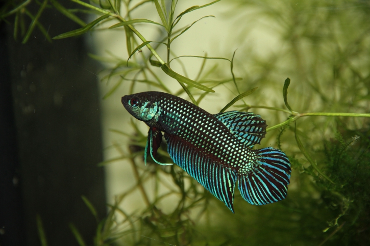 Betta mahachaiensis