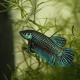 picture of Betta mahachaiensis