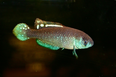 Austrolebias toba Cynolebiidae