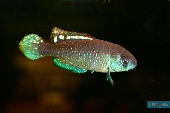 Austrolebias toba