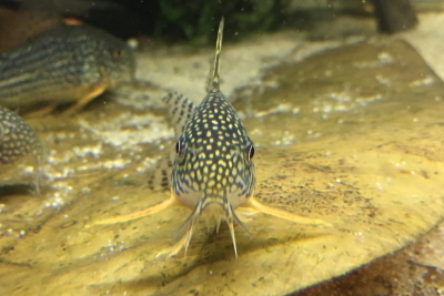 Corydoras sterbai Callichthyidae