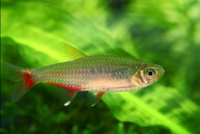 Aphyocharax anisitsi Characidae