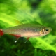 picture of Aphyocharax anisitsi