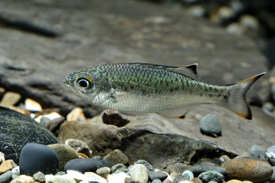 Kuhlia marginata Percidae
