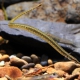 picture of Microphis retzii