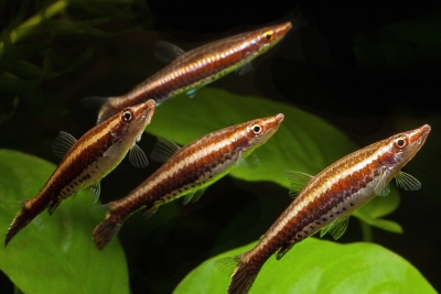 Nannostomus eques Lebiasinidae