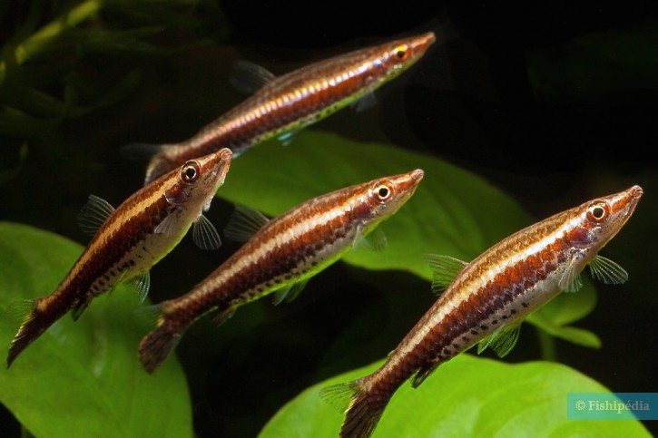 Nannostomus eques