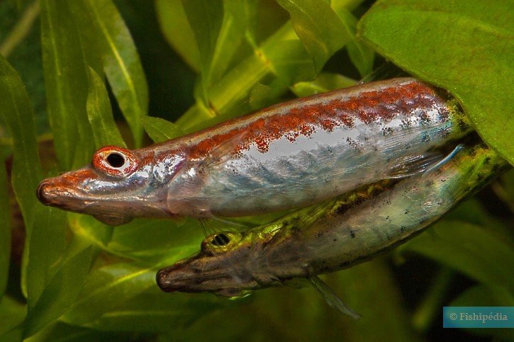 Nannostomus eques