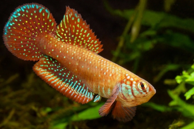 Nematolebias papilliferus