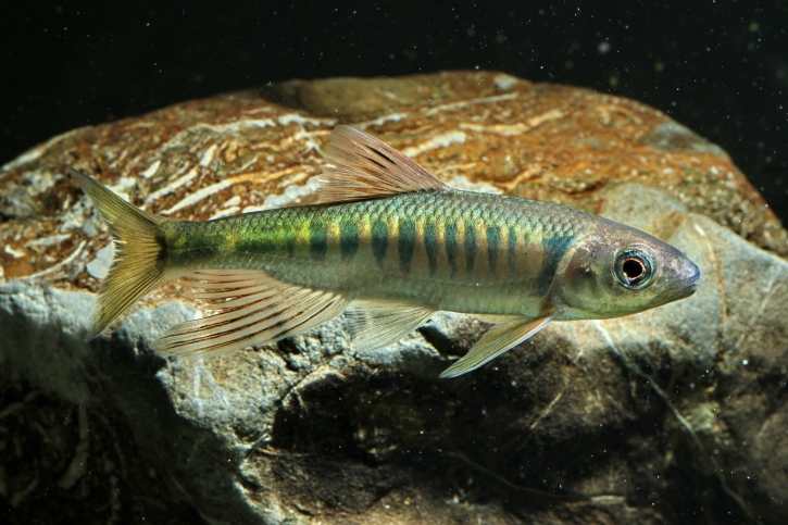 Opsariichthys evolans