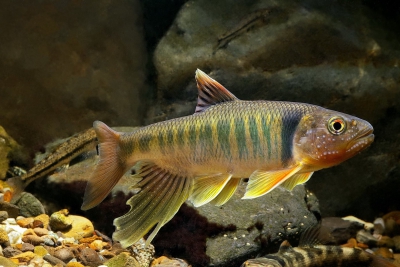 Opsariichthys pachycephalus Xenocyprididae