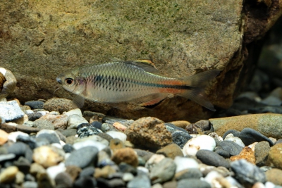 Tanakia himantegus Cyprinidae