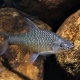 picture of Pseudorasbora parva