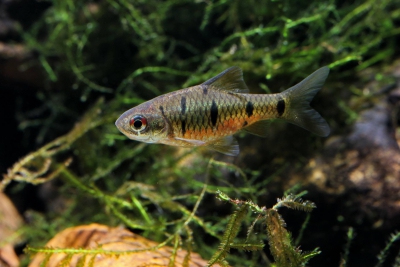 Barbodes snyderi Cyprinidae