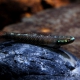 picture of Stiphodon alcedo