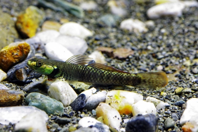 Stiphodon pelewensis