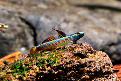 Stiphodon percnopterygionus Gobiidae