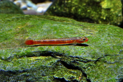 Stiphodon surrufus Gobiidae