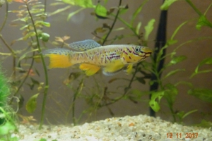 Killie - Fundulopanchax fallax fifinda ADK 09-301