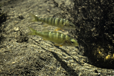 Perca flavescens