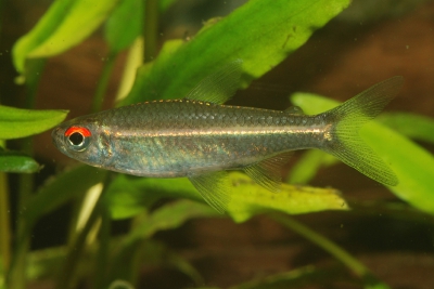 Hemigrammus bellottii