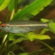 picture of Hemigrammus bellottii