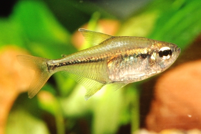 Hemigrammus lunatus Characidae