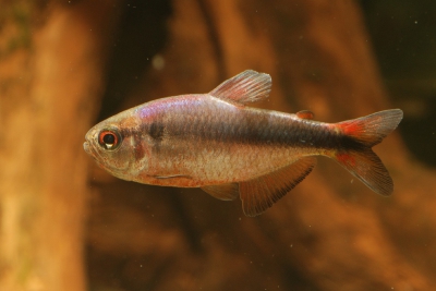 Hyphessobrycon melanostichos Characidae