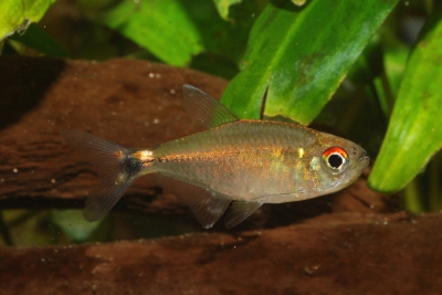 Hemigrammus neptunus Characidae