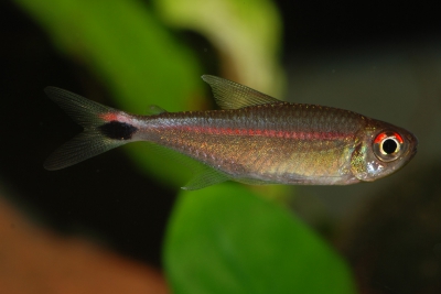 Hemigrammus rubrostriatus Characidae