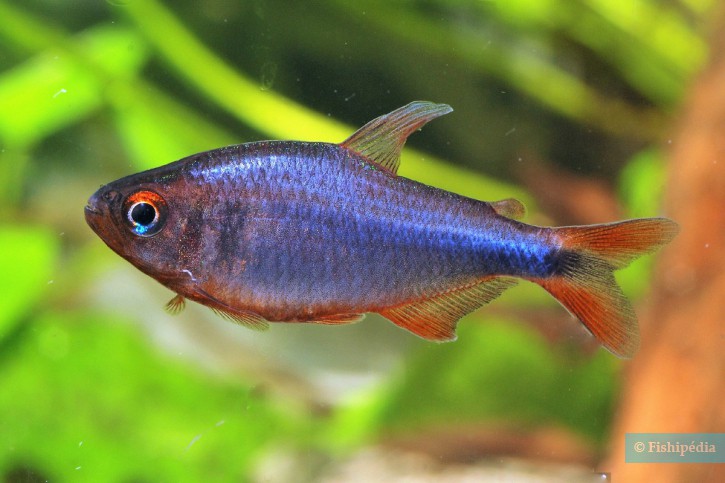 Hyphessobrycon wadai