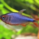 picture of Hyphessobrycon wadai