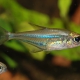 picture of Heterocharax macrolepis