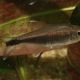 picture of Hyphessobrycon clavatus