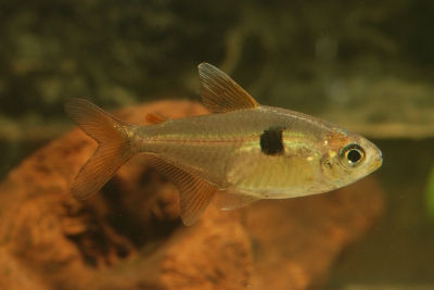 Hemigrammus arua Characidae