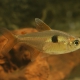 picture of Hemigrammus arua