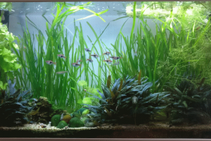 Communautaire Asiatique