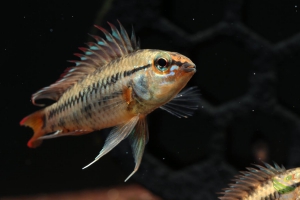 Apistogramma viejita