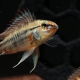 picture of Apistogramma viejita