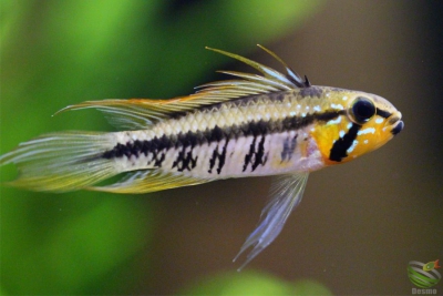 Apistogramma gibbiceps Cichlidae