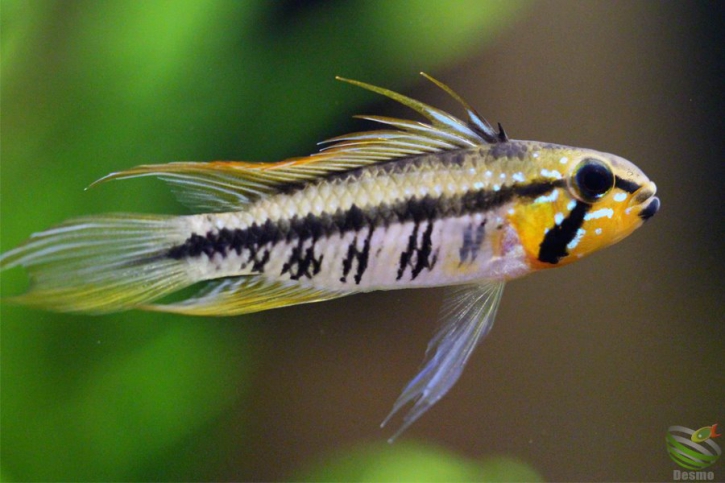 Apistogramma gibbiceps