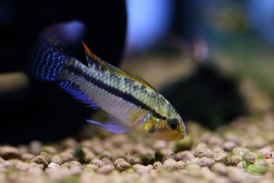 Apistogramma luelingi Cichlidae