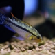 picture of Apistogramma luelingi