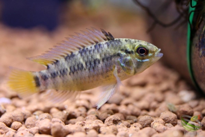 Apistogramma pedunculata Cichlidae