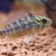 picture of Apistogramma pedunculata