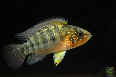 Apistogramma alacrina Cichlidae