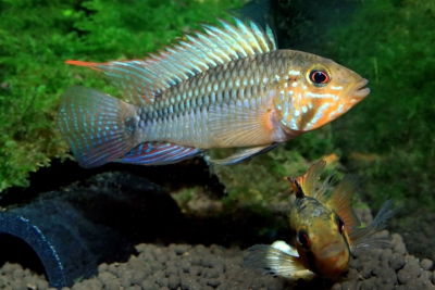 Apistogramma barlowi Cichlidae