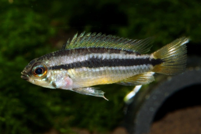 Apistogramma bitaeniata Cichlidae