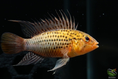 Apistogramma guttata Cichlidae