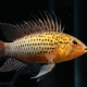 picture of Apistogramma guttata